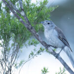 Grey Shrikethrush (image by Simon Mitchell)