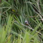 Grey-banded Mannikin (image by Dáni Balla)