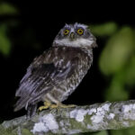Guadalcanal Owl (image by Paul van Giersbergen)
