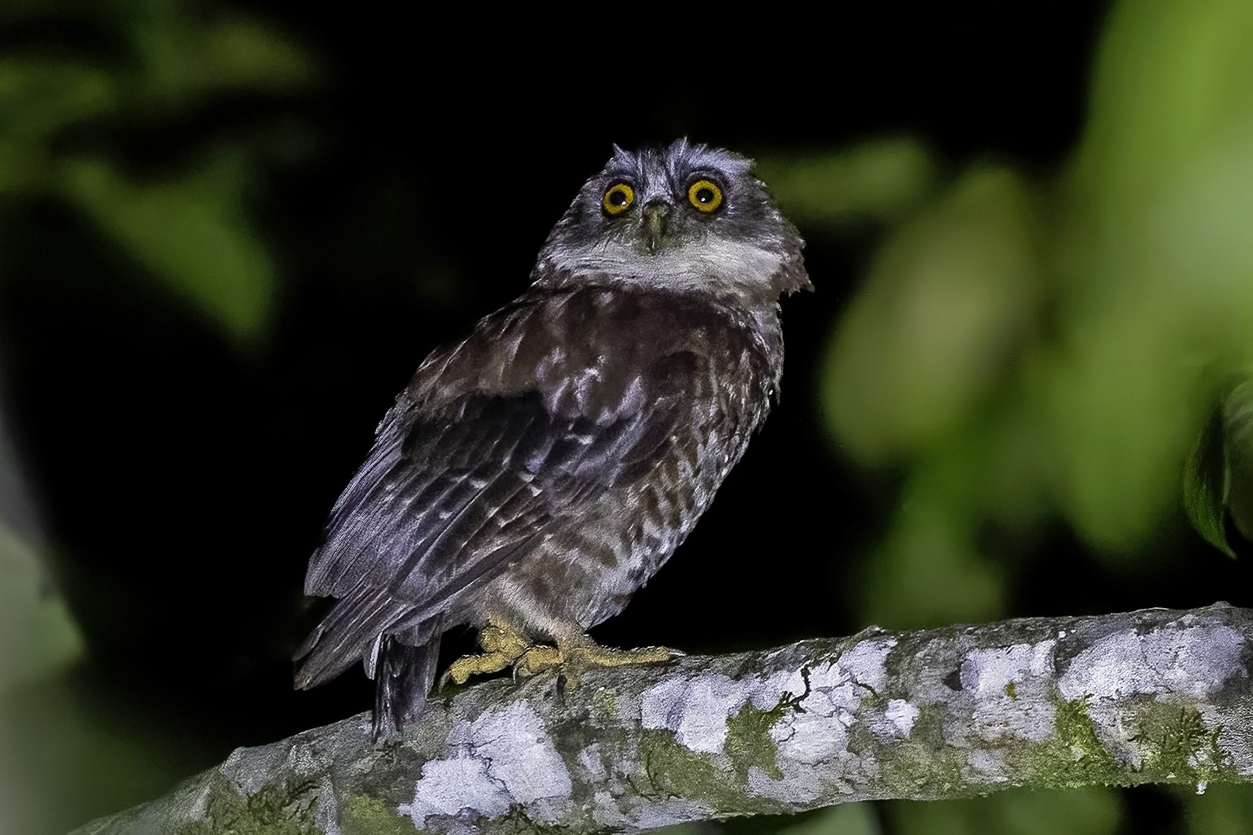 Guadalcanal Owl (image by Paul van Giersbergen)