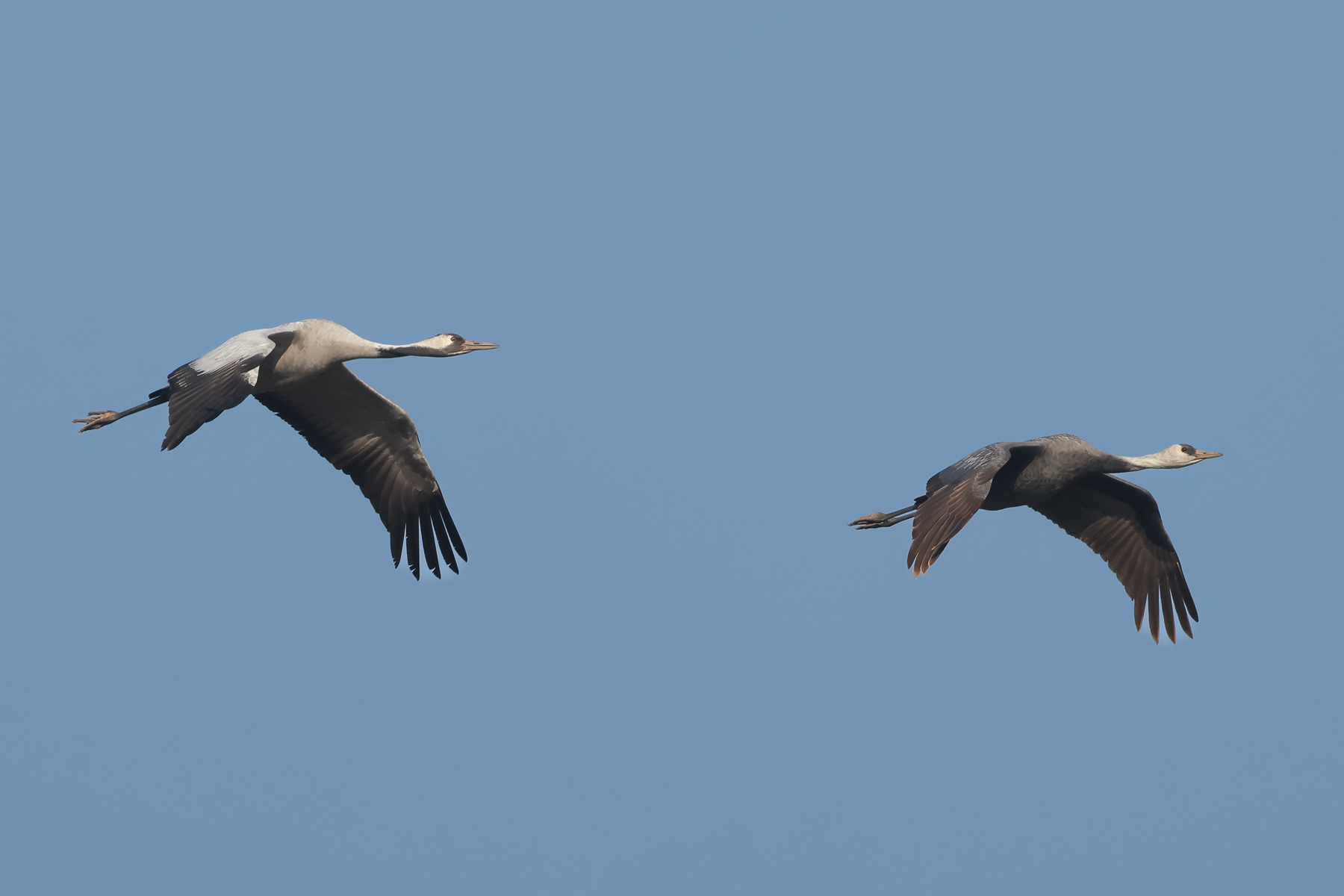 Hooded and Common Cranes (image by Vincent van der Spek)