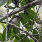 Hook-billed Kingfisher (image by Dáni Balla)