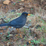 Indian Blackbird (image by Craig Robson)