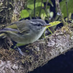 Island Leaf Warbler (image by Paul van Giersbergen)