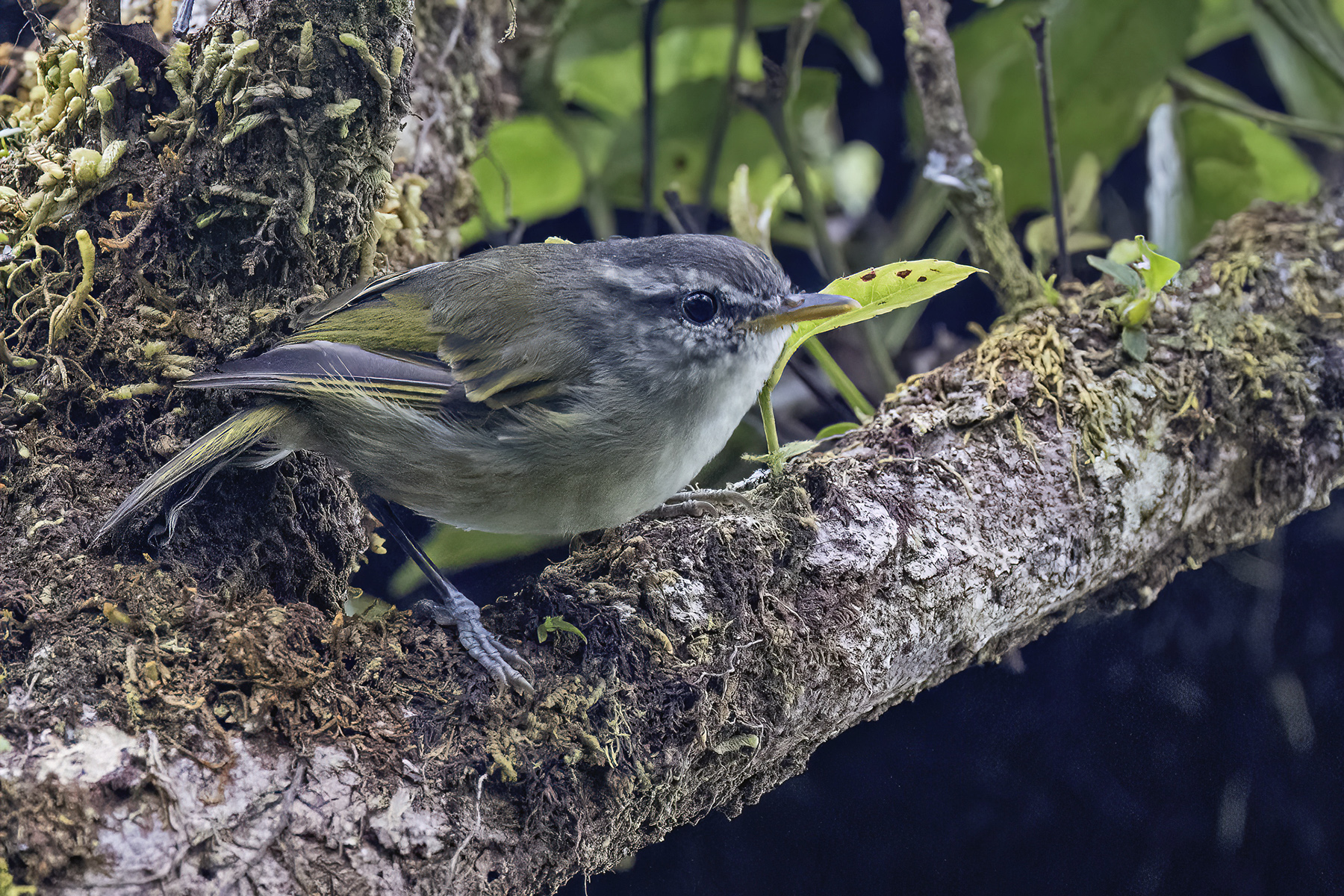Island Leaf Warbler (image by Paul van Giersbergen)