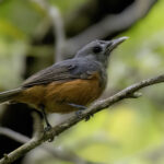 Island Monarch (image by Paul van Giersbergen)