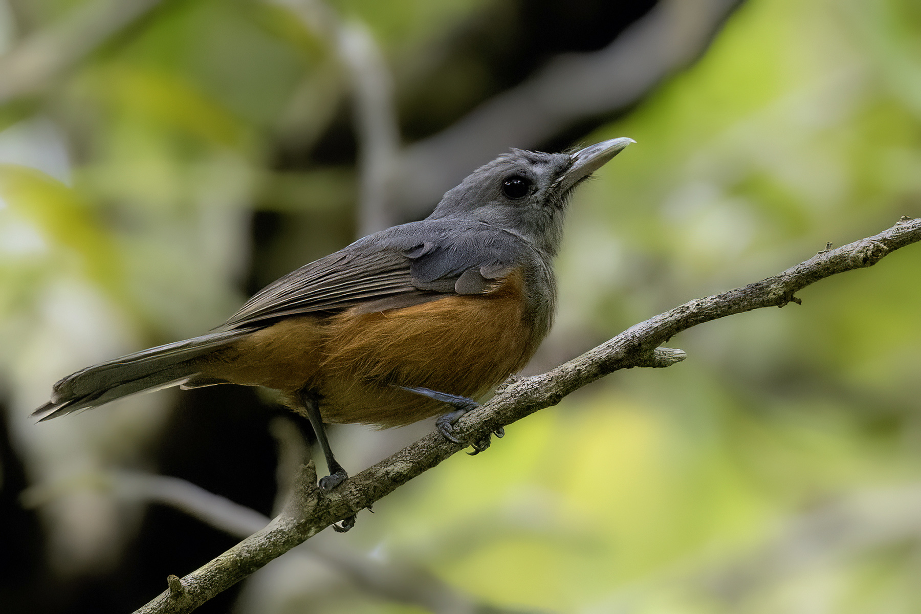 Island Monarch (image by Paul van Giersbergen)