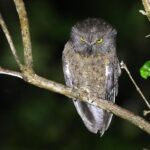 Karthala Scops Owl (image by Hannu Jännes)