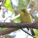 Karthala White-eye (image by Hannu Jännes)