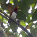 King Bird-of-paradise (image by Dáni Balla)