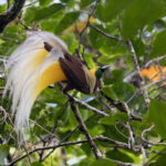 Lesser Bird-of-paradise (image by Dáni Balla)