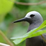 Lesser Noddy (image by Hannu Jännes)