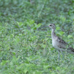 Little Whimbrel (image by Simon Mitchell)
