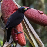 Long-tailed Paradigalla (image by Dáni Balla)