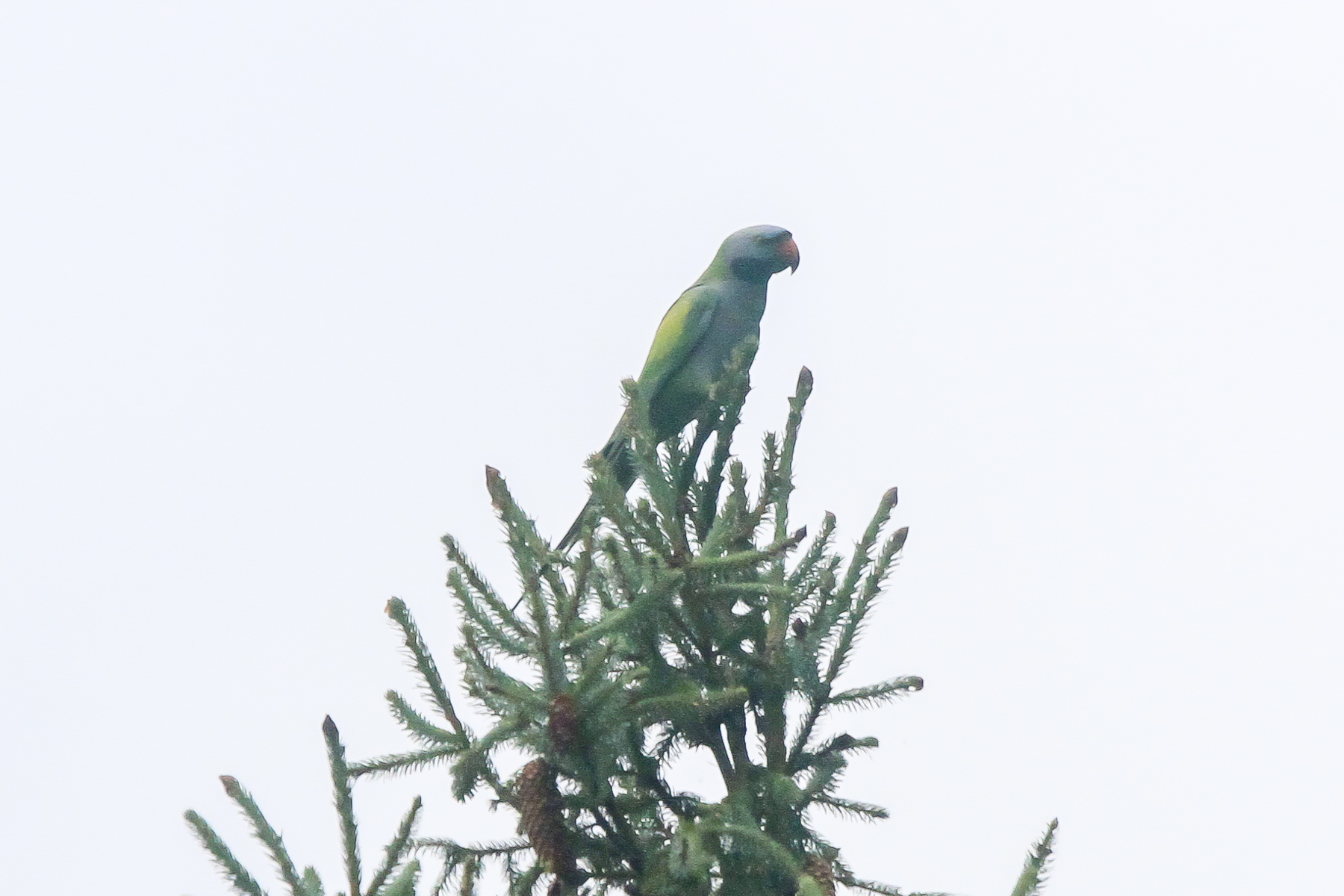 Lord Derby's Parakeet (image by Mark Beaman)