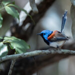 Lovely Fairywren (image by Simon Mitchell)