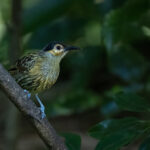 Macleay's Honeyeater (image by Simon Mitchell)