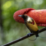 Magnificent Bird-of-paradise (image by Dáni Balla)