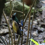 Magnificent Bird-of-paradise (image by Dáni Balla)