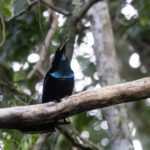 Magnificent Riflebird (image by Dáni Balla)