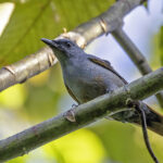 Makira Cicadabird (image by Paul van Giersbergen)
