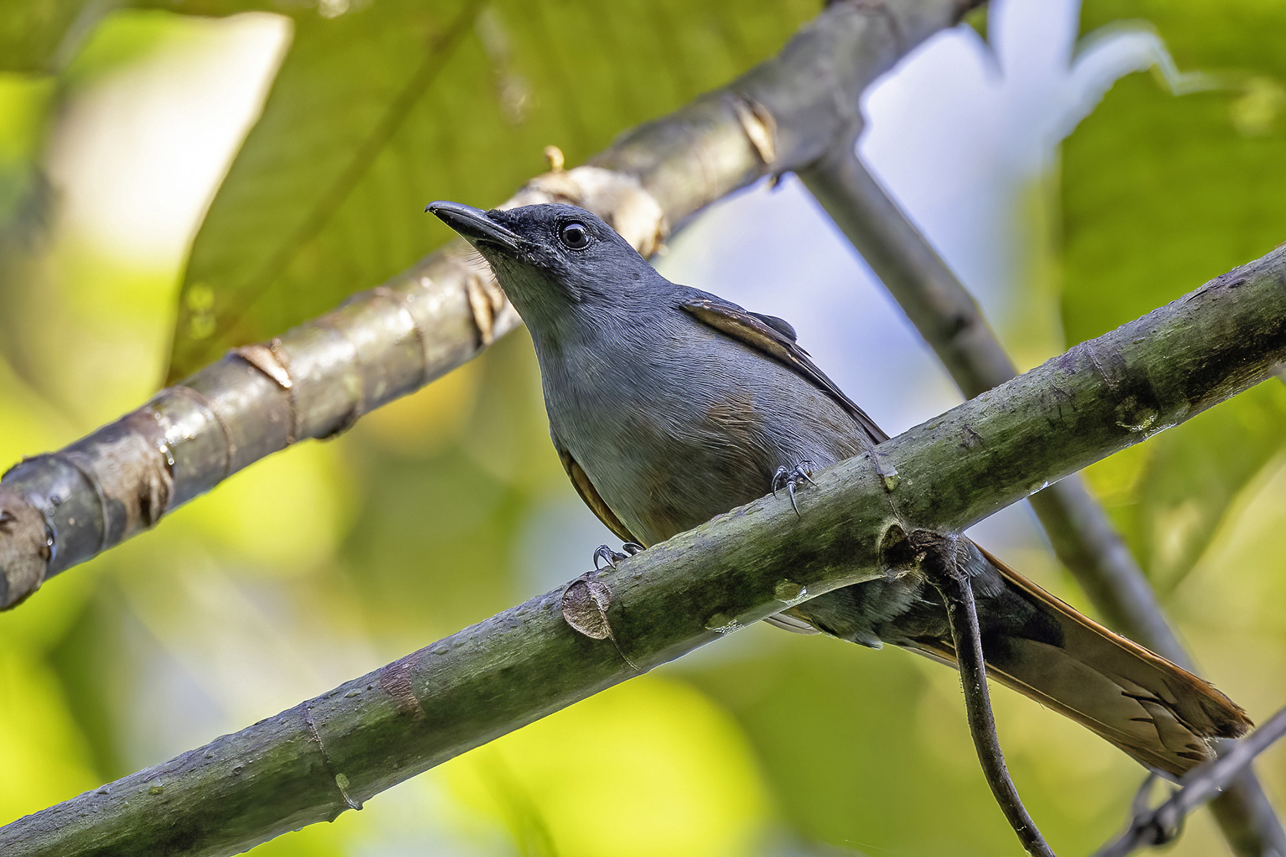 Makira Cicadabird (image by Paul van Giersbergen)