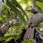 Makira Honeyeater (image by Paul van Giersbergen)