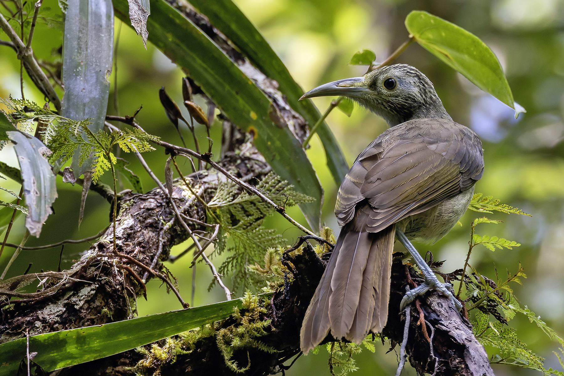 Makira Honeyeater (image by Paul van Giersbergen)