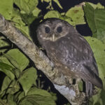 Makira Owl (image by Paul van Giersbergen)