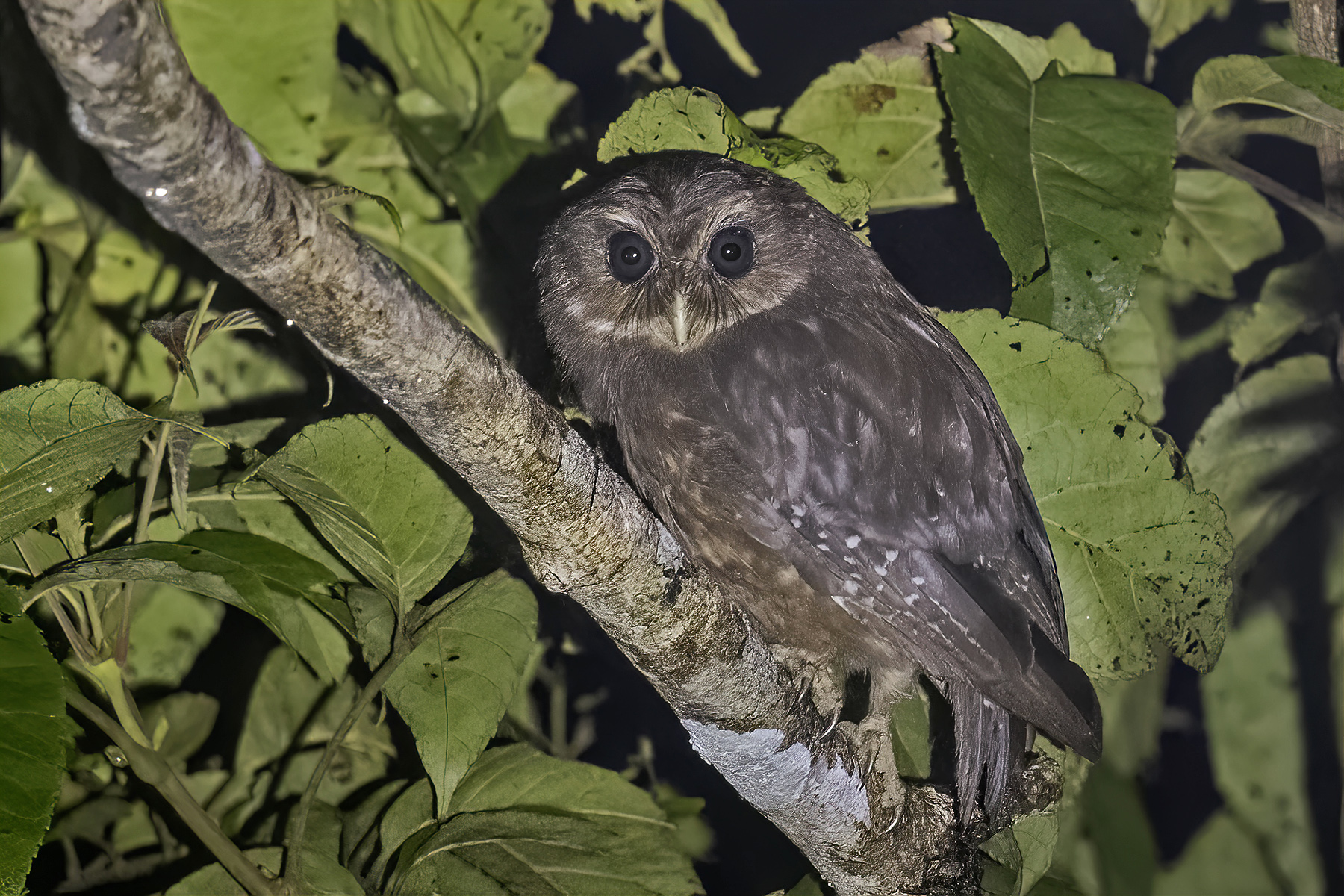 Makira Owl (image by Paul van Giersbergen)