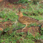 Malabar Lark (image by Craig Robson)