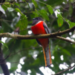 Malabar Trogon (image by Craig Robson)