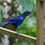 Malabar Whistling Thrush (image by Craig Robson)