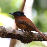 Malagasy Paradise Flycatcher of the pretiosa race (image by Hannu Jännes)