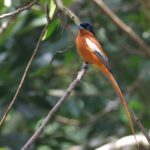 Malagasy Paradise Flycatcher of the vulpina race (image by Hannu Jännes)