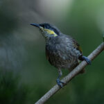 Mangrove Honeyeater (image by Simon Mitchell)