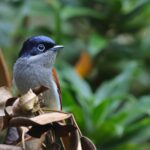 Mascarene Paradise Flycatcher (image by Hannu Jännes)