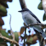 Mauritius Cuckooshrike (image by Hannu Jännes)