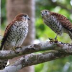 Mauritius Kestrels (image by Hannu Jännes)