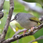Mauritius Olive White-eye (image by Hannu Jännes)