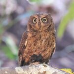 Mayotte Scops Owl (image by Hannu Jännes)
