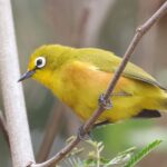 Mayotte White-eye (image by Hannu Jännes)