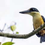 Melanesian Kingfisher (image by Paul van Giersbergen)