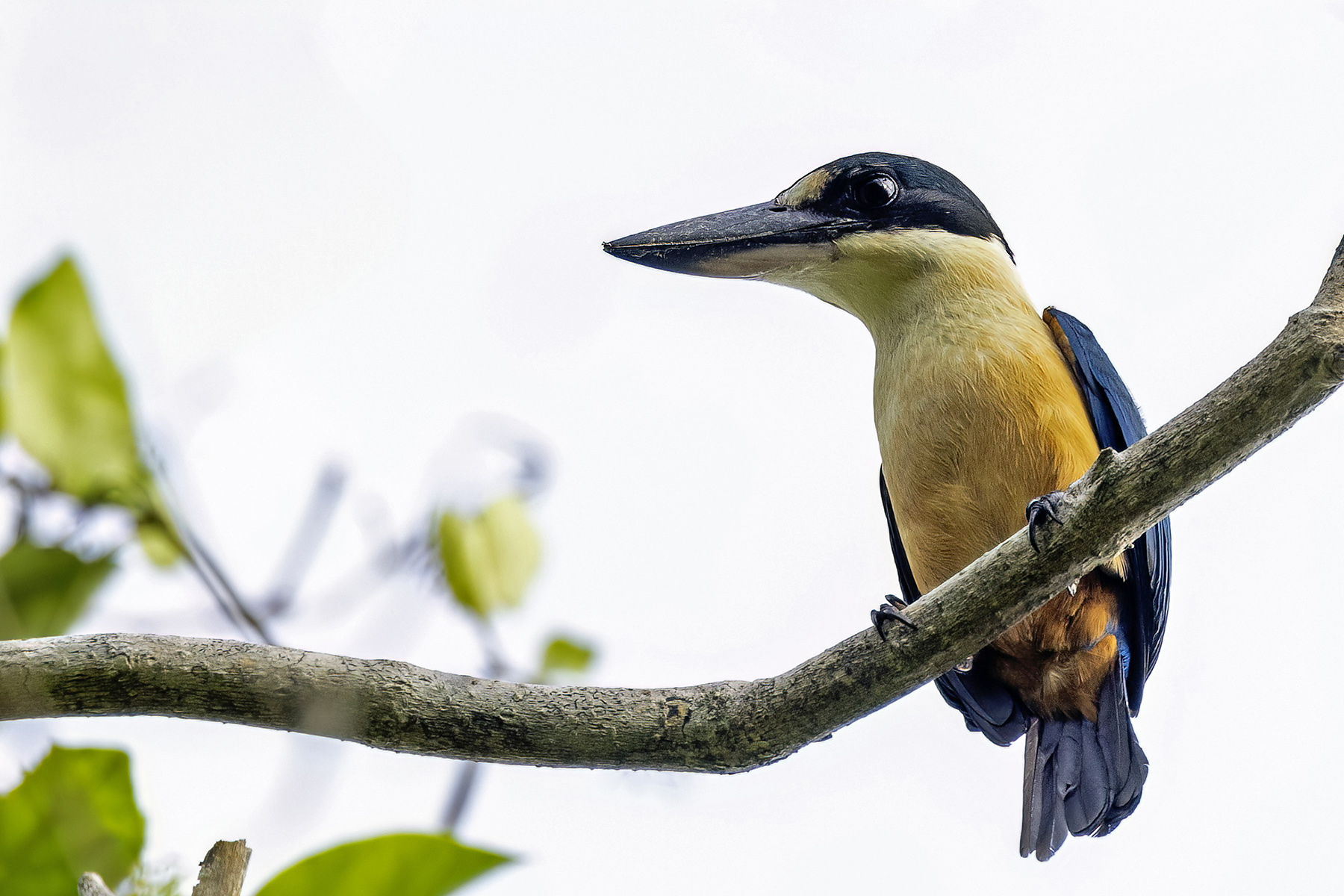 Melanesian Kingfisher (image by Paul van Giersbergen)