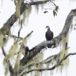 Metallic Pigeon (image by Dáni Balla)