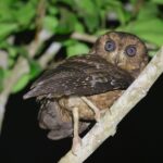 Moheli Scops Owl (image by Hannu Jännes)