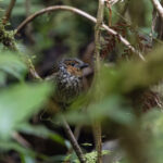 Mottled Berryhunter (image by Dáni Balla)