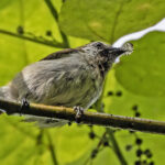 Mottled Flowerpecker (image by Paul van Giersbergen)