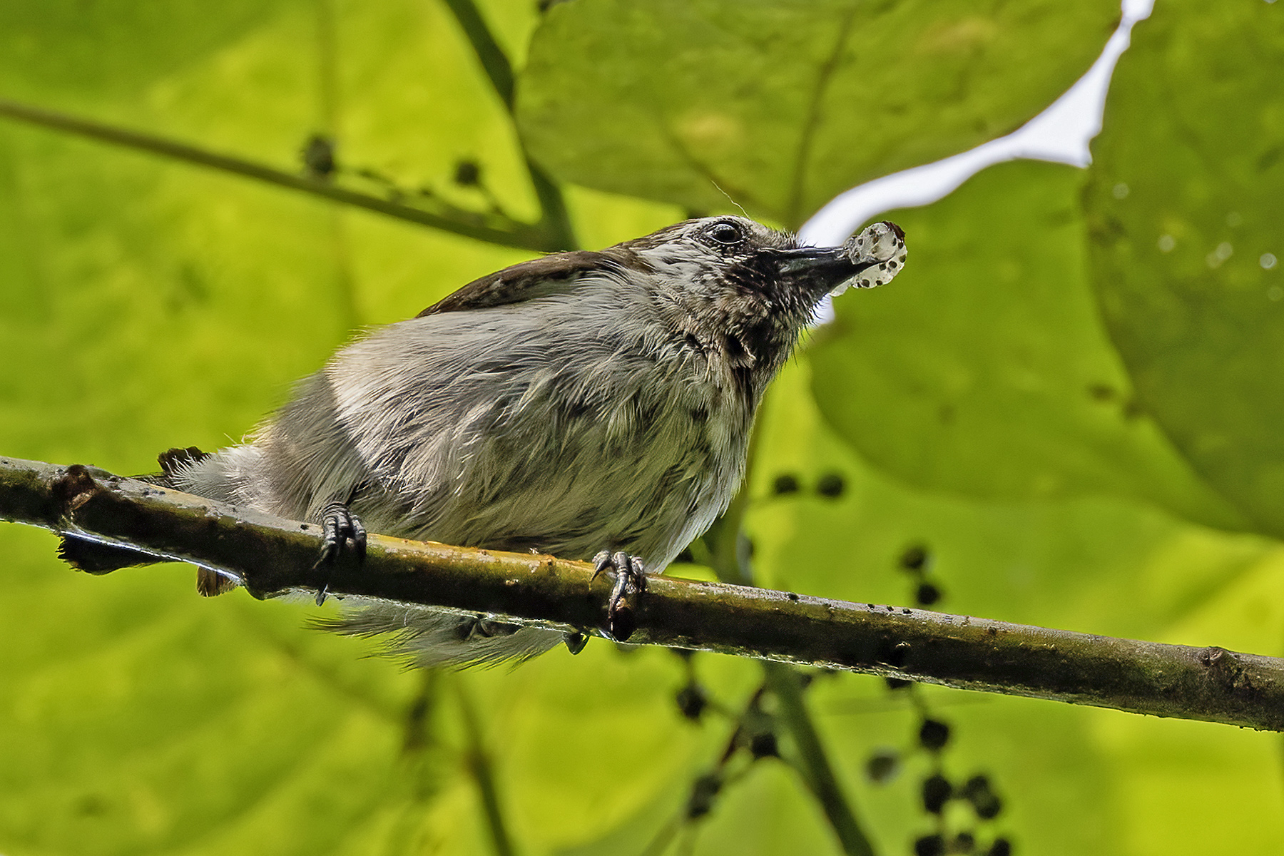 Mottled Flowerpecker (image by Paul van Giersbergen)