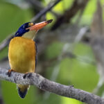 New Georgia Dwarf Kingfisher (image by Paul van Giersbergen)